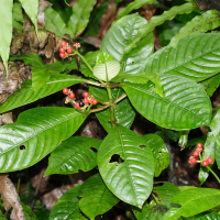 psychotria_uliginosa3md