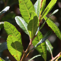 quercus_lancifolia2md