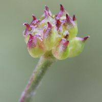 ranunculus_aconitifolius6md