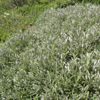 Salix glaucosericea (Saule)