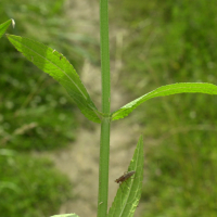 stachys_palustris3md (Stachys palustris)