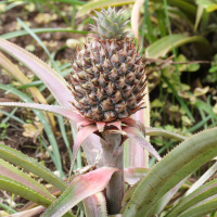 ananas_comosus3md