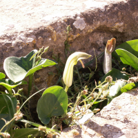 arisarum_vulgare3bd (Arisarum vulgare)