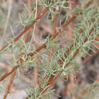 artemisia_campestris3md (Artemisia campestris)