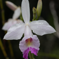 arundina_graminifolia3bd