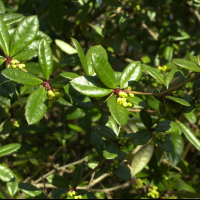 Berberis vulgaris (Épine vinette)