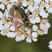 calocoris_roseomaculatus3md (Calocoris roseomaculatus)