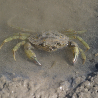 Carcinus maenas (Crabe enragé, Crabe vert)