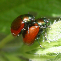 chrysolina_polita4bd (Chrysolina polita)