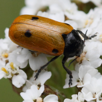 clytra_laeviuscula4bd (Clytra laeviuscula)