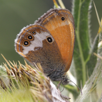 coenonympha_arcania2bd (Coenonympha arcania)