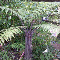Dicksonia squarrosa (Fougère arborescente)