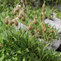 dryas_octopetala4md (Dryas octopetala)