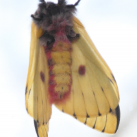 Eacles imperialis ssp. decoris ('Imperial moth')