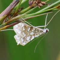 elophila_nymphaeata1bd (Elophila nymphaeata)