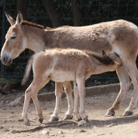Equus hemionus (Hémione,  Onagre de Perse)