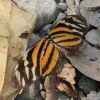 eueides_isabella_eva2md (Eueides isabella ssp.eva)