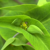 euphorbia_lathyris3md (Euphorbia lathyris)