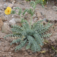 glaucium_flavum1bmd