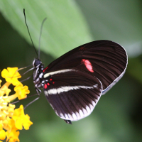 heliconius_melpomene_cytherea2bd