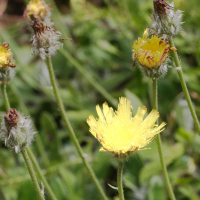 hieracium_peletierianum2md