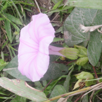 ipomoea_setifera2md