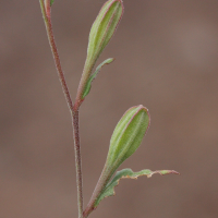 oenothera_rosea6md