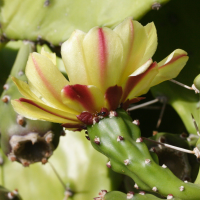 opuntia_monacantha4md