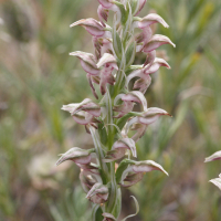 orchis_coriophora_fragrans2md (Anacamptis fragrans)