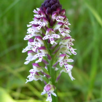 orchis_ustulata2md