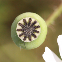 papaver_dubium6md