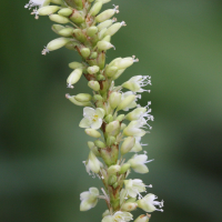 Persicaria glabra (Renouée)