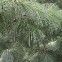 Pinus_wallichiana