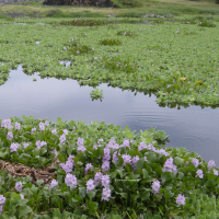 pistia_stratiotes4md