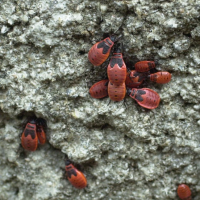 pyrrhocoris_apterus3md