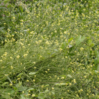 Rapistrum rugosum (Rapistre rugueux)