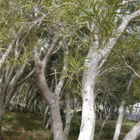 acacia_heterophylla2md (Acacia heterophylla)