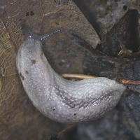 Arion fasciatus (Limace, Loche grisâtre)