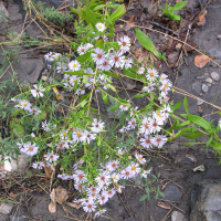 aster_novi-belgii2md (Aster novi-belgii)