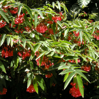 Begonia maculata (Tamaya, Bégonia bambou)