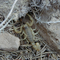 Buthus occitanus (Scorpion du Languedoc)