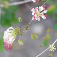 calliandra_tergemina3md (Calliandra tergemina var. tergemina)