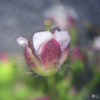 Capsella rubella (Capselle rouge)