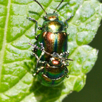 chrysolina_fastuosa5md (Chrysolina fastuosa)