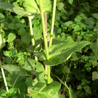 cirsium_oleraceum4md (Cirsium oleraceum)