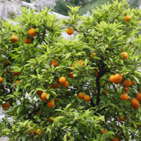 citrus_sinensis4bd