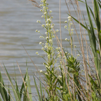 cochlearia_glastifolia3md