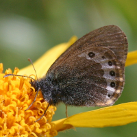 coenonympha_gardetta2bd