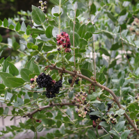 Coriaria myrtifolia (Corroyère, Corroyère à feuilles de myrte, Redoul)