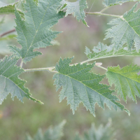 corylus_heterophylla2md (Corylus heterophylla)